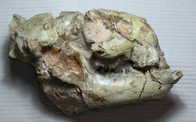 cranio fossile di ?